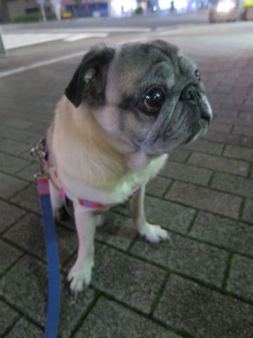 パグペットホテル様子おさんぽ犬おあずかり文京区フントヒュッテ東京パグトリミング画像都内ペットホテル駒込パグ夏注意パグ夏対策短頭種とは_2_56.jpg