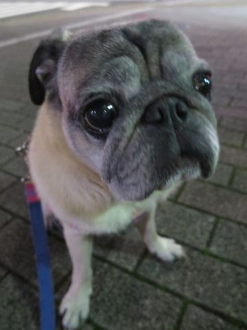パグペットホテル様子おさんぽ犬おあずかり文京区フントヒュッテ東京パグトリミング画像都内ペットホテル駒込パグ夏注意パグ夏対策短頭種とは_2_57.jpg