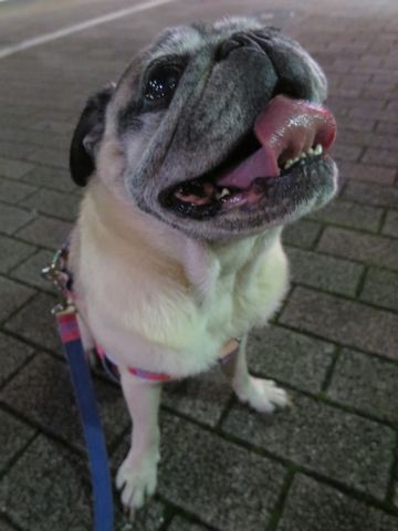 パグペットホテル様子おさんぽ犬おあずかり文京区フントヒュッテ東京パグトリミング画像都内ペットホテル駒込パグ夏注意パグ夏対策短頭種とは_2_58.jpg