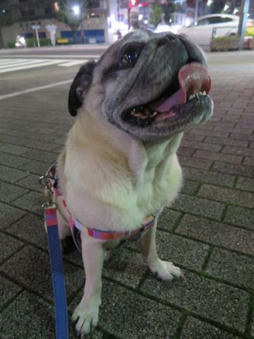パグペットホテル様子おさんぽ犬おあずかり文京区フントヒュッテ東京パグトリミング画像都内ペットホテル駒込パグ夏注意パグ夏対策短頭種とは_2_59.jpg