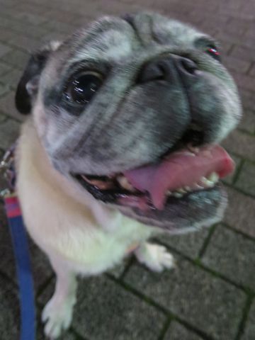 パグペットホテル様子おさんぽ犬おあずかり文京区フントヒュッテ東京パグトリミング画像都内ペットホテル駒込パグ夏注意パグ夏対策短頭種とは_2_60.jpg