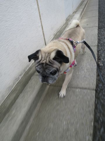 パグペットホテル様子おさんぽ犬おあずかり文京区フントヒュッテ東京パグトリミング画像都内ペットホテル駒込パグ夏注意パグ夏対策短頭種とは_2_70.jpg