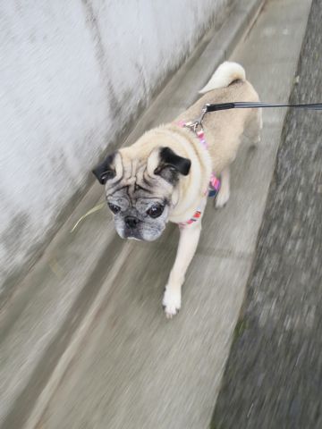 パグペットホテル様子おさんぽ犬おあずかり文京区フントヒュッテ東京パグトリミング画像都内ペットホテル駒込パグ夏注意パグ夏対策短頭種とは_2_71.jpg