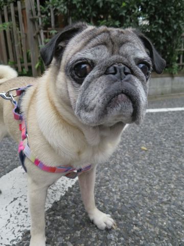 パグペットホテル様子おさんぽ犬おあずかり文京区フントヒュッテ東京パグトリミング画像都内ペットホテル駒込パグ夏注意パグ夏対策短頭種とは_2_72.jpg