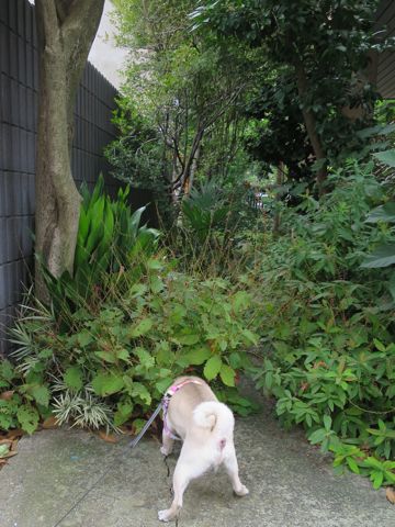パグペットホテル様子おさんぽ犬おあずかり文京区フントヒュッテ東京パグトリミング画像都内ペットホテル駒込パグ夏注意パグ夏対策短頭種とは_2_73.jpg