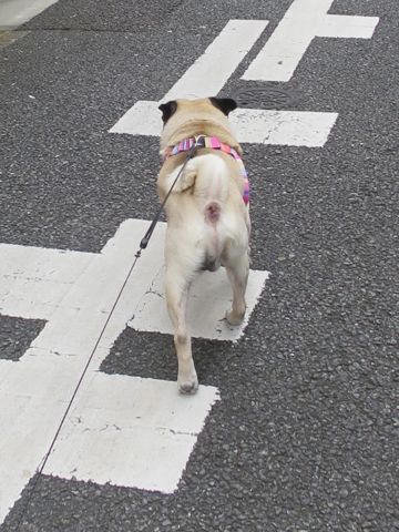 パグペットホテル様子おさんぽ犬おあずかり文京区フントヒュッテ東京パグトリミング画像都内ペットホテル駒込パグ夏注意パグ夏対策短頭種とは_2_75.jpg