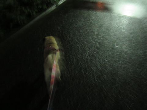 パグペットホテル様子おさんぽ犬おあずかり文京区フントヒュッテ東京パグトリミング画像都内ペットホテル駒込パグ夏注意パグ夏対策短頭種とは_2_84.jpg