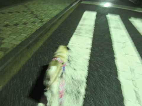 パグペットホテル様子おさんぽ犬おあずかり文京区フントヒュッテ東京パグトリミング画像都内ペットホテル駒込パグ夏注意パグ夏対策短頭種とは_2_85.jpg
