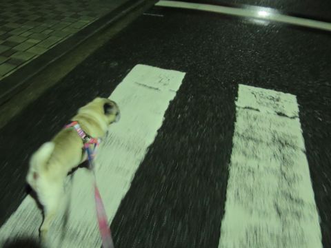 パグペットホテル様子おさんぽ犬おあずかり文京区フントヒュッテ東京パグトリミング画像都内ペットホテル駒込パグ夏注意パグ夏対策短頭種とは_2_86.jpg