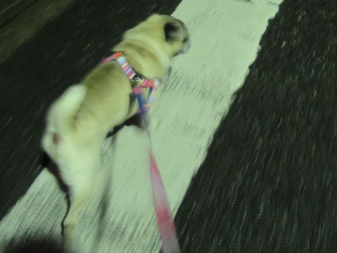 パグペットホテル様子おさんぽ犬おあずかり文京区フントヒュッテ東京パグトリミング画像都内ペットホテル駒込パグ夏注意パグ夏対策短頭種とは_2_87.jpg