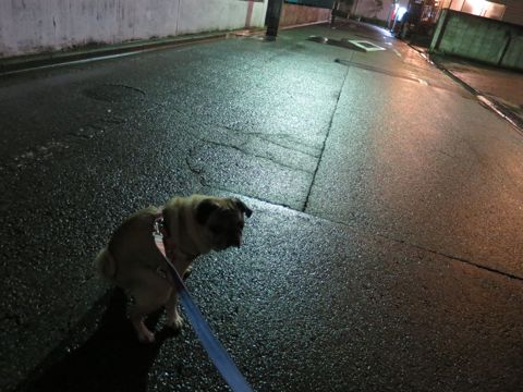 パグペットホテル様子おさんぽ犬おあずかり文京区フントヒュッテ東京パグトリミング画像都内ペットホテル駒込パグ夏注意パグ夏対策短頭種とは_2_88.jpg