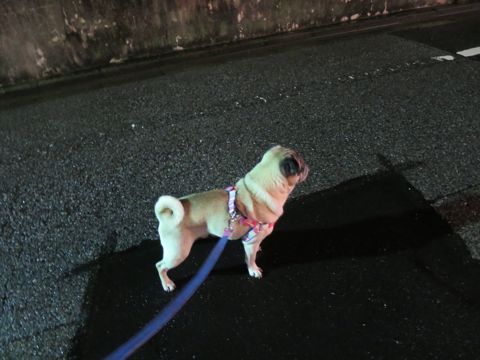 パグペットホテル様子おさんぽ犬おあずかり文京区フントヒュッテ東京パグトリミング画像都内ペットホテル駒込パグ夏注意パグ夏対策短頭種とは_2_89.jpg