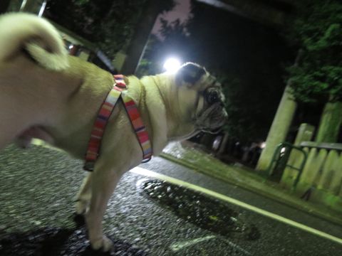 パグペットホテル様子おさんぽ犬おあずかり文京区フントヒュッテ東京パグトリミング画像都内ペットホテル駒込パグ夏注意パグ夏対策短頭種とは_2_90.jpg