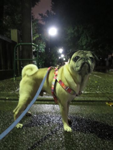 パグペットホテル様子おさんぽ犬おあずかり文京区フントヒュッテ東京パグトリミング画像都内ペットホテル駒込パグ夏注意パグ夏対策短頭種とは_2_91.jpg
