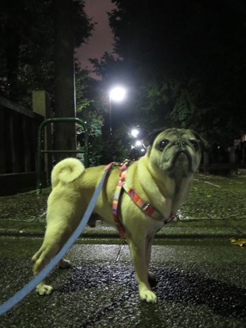 パグペットホテル様子おさんぽ犬おあずかり文京区フントヒュッテ東京パグトリミング画像都内ペットホテル駒込パグ夏注意パグ夏対策短頭種とは_2_92.jpg