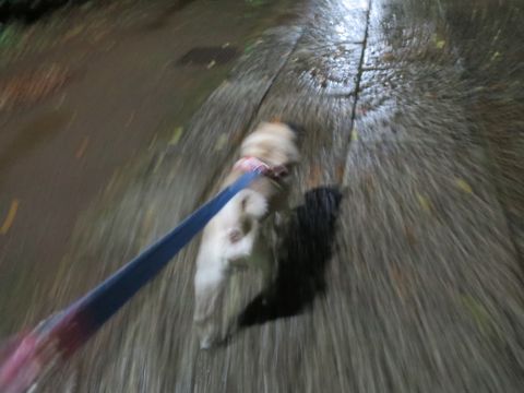 パグペットホテル様子おさんぽ犬おあずかり文京区フントヒュッテ東京パグトリミング画像都内ペットホテル駒込パグ夏注意パグ夏対策短頭種とは_2_94.jpg