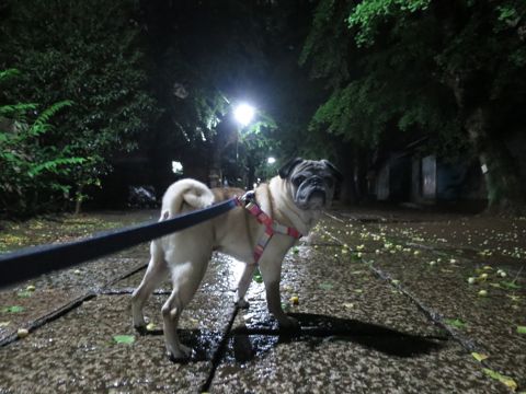 パグペットホテル様子おさんぽ犬おあずかり文京区フントヒュッテ東京パグトリミング画像都内ペットホテル駒込パグ夏注意パグ夏対策短頭種とは_2_95.jpg