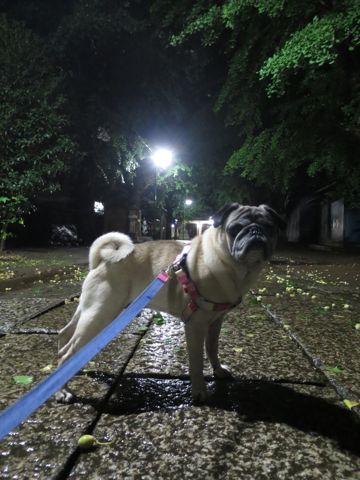 パグペットホテル様子おさんぽ犬おあずかり文京区フントヒュッテ東京パグトリミング画像都内ペットホテル駒込パグ夏注意パグ夏対策短頭種とは_2_96.jpg