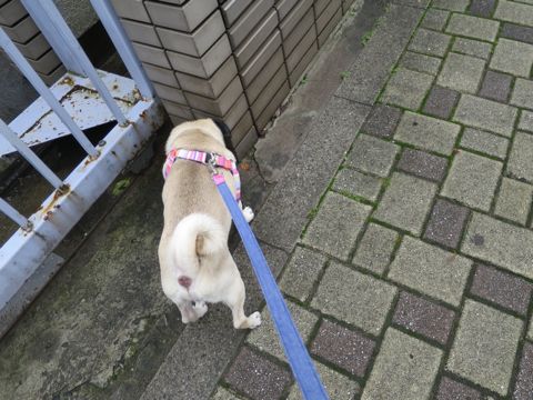 パグペットホテル様子おさんぽ犬おあずかり文京区フントヒュッテ東京パグトリミング画像都内ペットホテル駒込パグ夏注意パグ夏対策短頭種とは_2_100.jpg