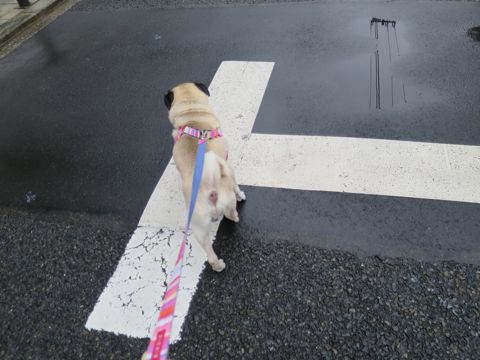 パグペットホテル様子おさんぽ犬おあずかり文京区フントヒュッテ東京パグトリミング画像都内ペットホテル駒込パグ夏注意パグ夏対策短頭種とは_2_101.jpg