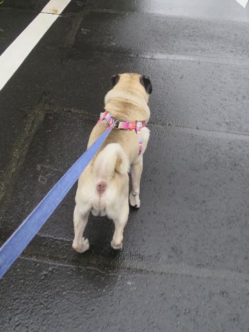 パグペットホテル様子おさんぽ犬おあずかり文京区フントヒュッテ東京パグトリミング画像都内ペットホテル駒込パグ夏注意パグ夏対策短頭種とは_2_102.jpg