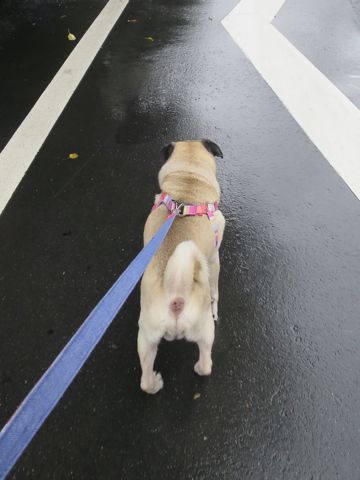 パグペットホテル様子おさんぽ犬おあずかり文京区フントヒュッテ東京パグトリミング画像都内ペットホテル駒込パグ夏注意パグ夏対策短頭種とは_2_103.jpg