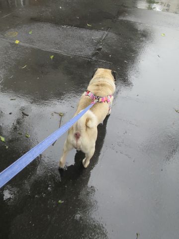 パグペットホテル様子おさんぽ犬おあずかり文京区フントヒュッテ東京パグトリミング画像都内ペットホテル駒込パグ夏注意パグ夏対策短頭種とは_2_105.jpg