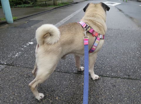 パグペットホテル様子おさんぽ犬おあずかり文京区フントヒュッテ東京パグトリミング画像都内ペットホテル駒込パグ夏注意パグ夏対策短頭種とは_2_106.jpg