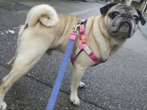 パグペットホテル様子おさんぽ犬おあずかり文京区フントヒュッテ東京パグトリミング画像都内ペットホテル駒込パグ夏注意パグ夏対策短頭種とは_2_107.jpg