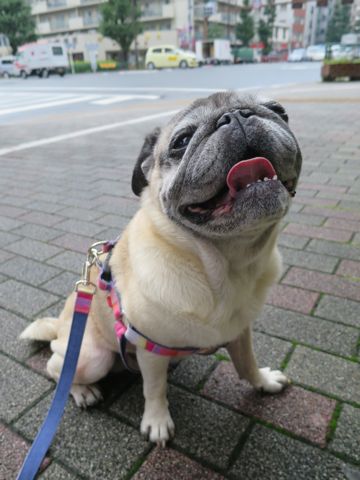 パグペットホテル様子おさんぽ犬おあずかり文京区フントヒュッテ東京パグトリミング画像都内ペットホテル駒込パグ夏注意パグ夏対策短頭種とは_2_108.jpg