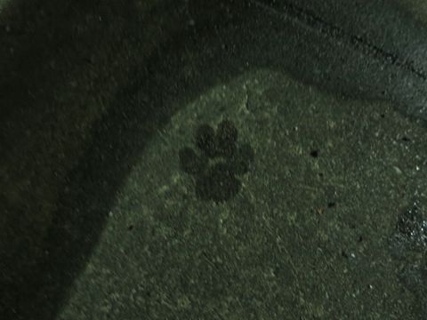 パグペットホテル様子おさんぽ犬おあずかり文京区フントヒュッテ東京パグトリミング画像都内ペットホテル駒込パグ夏注意パグ夏対策短頭種とは_2_110.jpg