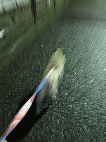 パグペットホテル様子おさんぽ犬おあずかり文京区フントヒュッテ東京パグトリミング画像都内ペットホテル駒込パグ夏注意パグ夏対策短頭種とは_2_127.jpg