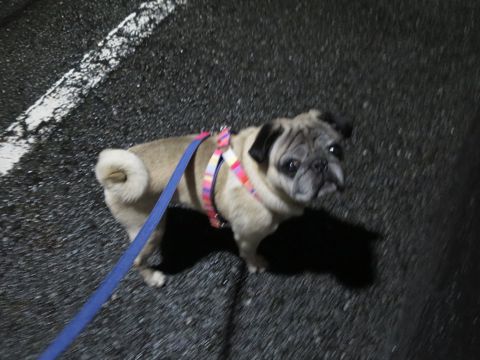 パグペットホテル様子おさんぽ犬おあずかり文京区フントヒュッテ東京パグトリミング画像都内ペットホテル駒込パグ夏注意パグ夏対策短頭種とは_2_128.jpg