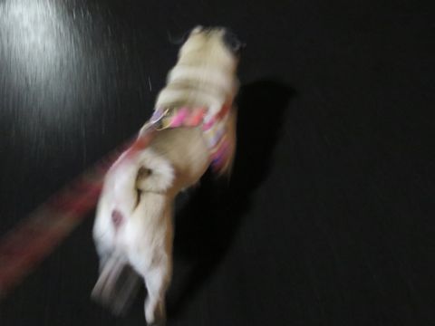 パグペットホテル様子おさんぽ犬おあずかり文京区フントヒュッテ東京パグトリミング画像都内ペットホテル駒込パグ夏注意パグ夏対策短頭種とは_2_129.jpg