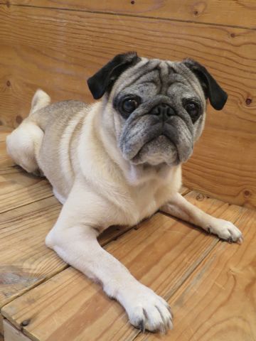 パグペットホテル様子おさんぽ犬おあずかり文京区フントヒュッテ東京パグトリミング画像都内ペットホテル駒込パグ夏注意パグ夏対策短頭種とは_2_141.jpg