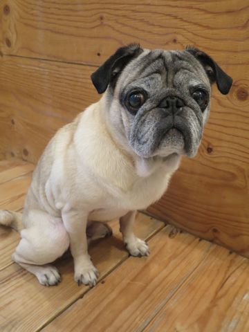 パグペットホテル様子おさんぽ犬おあずかり文京区フントヒュッテ東京パグトリミング画像都内ペットホテル駒込パグ夏注意パグ夏対策短頭種とは_2_142.jpg