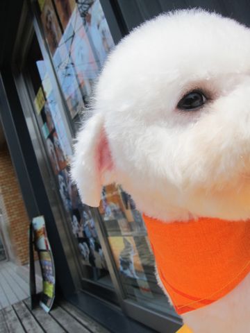 ビションフリーゼ駒込トリミング東京フントヒュッテ文京区かわいいビションこいぬトリミング時期子犬ビションフリーゼテディベアカット画像_2.jpg