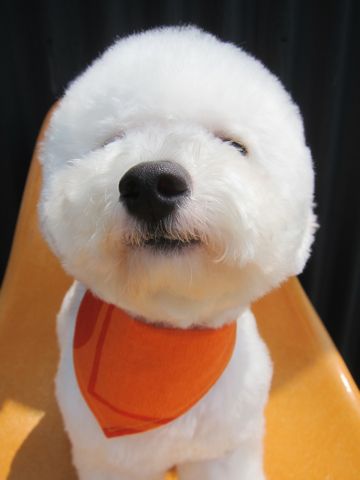ビションフリーゼ駒込トリミング東京フントヒュッテ文京区かわいいビションこいぬトリミング時期子犬ビションフリーゼテディベアカット画像_4.jpg
