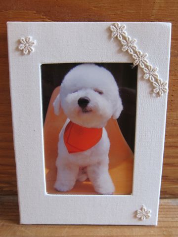 ビションフリーゼ駒込トリミング東京フントヒュッテ文京区かわいいビションこいぬトリミング時期子犬ビションフリーゼテディベアカット画像_6.jpg