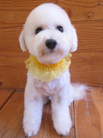 ビションフリーゼ駒込トリミング東京フントヒュッテ文京区かわいいビションこいぬトリミング時期子犬ビションフリーゼテディベアカット画像_8.jpg