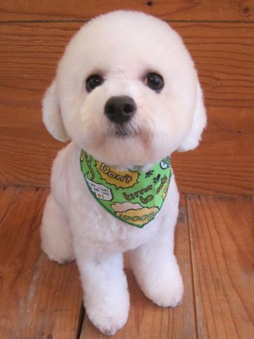 ビションフリーゼ駒込トリミング東京フントヒュッテ文京区かわいいビションこいぬトリミング時期子犬ビションフリーゼテディベアカット画像_9.jpg