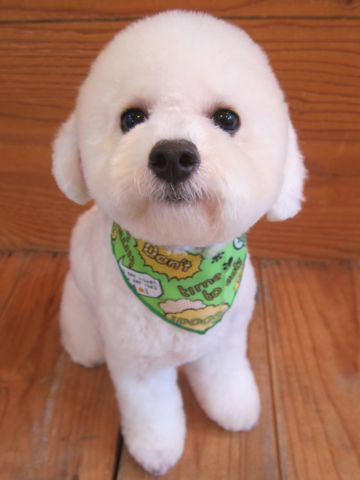 ビションフリーゼ駒込トリミング東京フントヒュッテ文京区かわいいビションこいぬトリミング時期子犬ビションフリーゼテディベアカット画像_10.jpg
