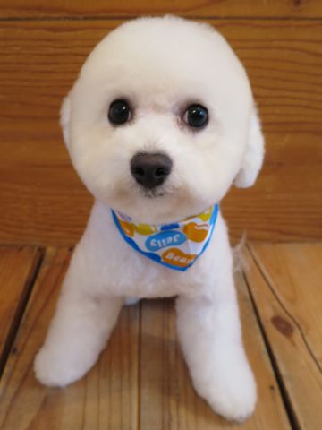 ビションフリーゼ駒込トリミング東京フントヒュッテ文京区かわいいビションこいぬトリミング時期子犬ビションフリーゼテディベアカット画像_13.jpg