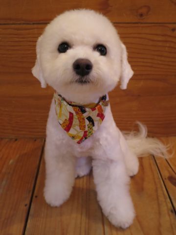 ビションフリーゼ駒込トリミング東京フントヒュッテ文京区かわいいビションこいぬトリミング時期子犬ビションフリーゼテディベアカット画像_14.jpg