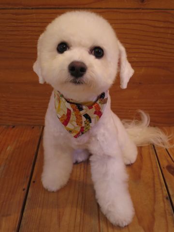 ビションフリーゼ駒込トリミング東京フントヒュッテ文京区かわいいビションこいぬトリミング時期子犬ビションフリーゼテディベアカット画像_15.jpg