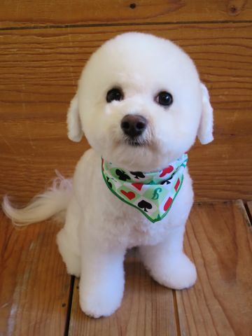 ビションフリーゼ駒込トリミング東京フントヒュッテ文京区かわいいビションこいぬトリミング時期子犬ビションフリーゼテディベアカット画像_16.jpg