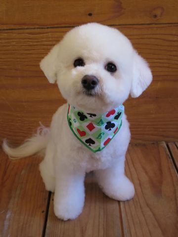 ビションフリーゼ駒込トリミング東京フントヒュッテ文京区かわいいビションこいぬトリミング時期子犬ビションフリーゼテディベアカット画像_17.jpg