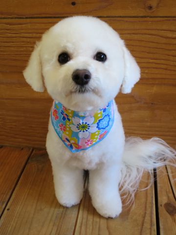 ビションフリーゼ駒込トリミング東京フントヒュッテ文京区かわいいビションこいぬトリミング時期子犬ビションフリーゼテディベアカット画像_18.jpg