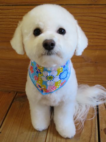 ビションフリーゼ駒込トリミング東京フントヒュッテ文京区かわいいビションこいぬトリミング時期子犬ビションフリーゼテディベアカット画像_19.jpg