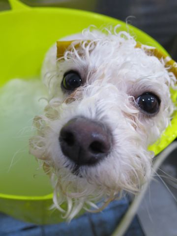 ビションフリーゼ駒込トリミング東京フントヒュッテ文京区かわいいビションこいぬトリミング時期子犬ビションフリーゼテディベアカット画像_20.jpg